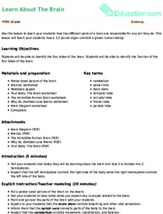 Learn About The Brain