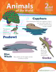 Animals of the World