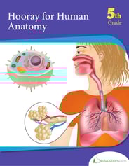 Hooray for Human Anatomy