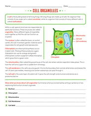 Cell Membrane Structure And Function Worksheet Answer