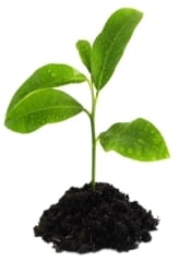 Do Plants Experience Pollution? Will Plants Grow More or Less or be Unaffected when Grown in Polluted Soil?