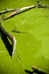 Bloomin' Algae!