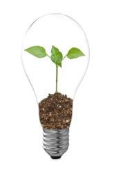 Does The Color of Light Affect Plant Growth?