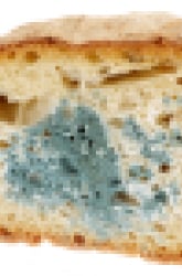 Determining Mold and Mechanical Deterioration Risk for an Artifact Storage Box
