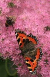 Do Certain Colors Attract Butterflies and Bees More than Others? 
