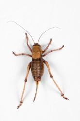 Chirping Crickets
