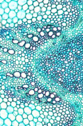 A Memorable Membrane