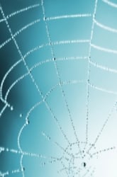 Bad Vibrations: How Do Webs Help Spiders Get Prey?