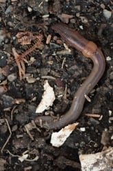 Invertebrate Ecology