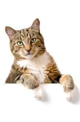 Paw Preference