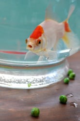 Do Crushed Peas Cure Swim Bladder's Disease in Goldfish?