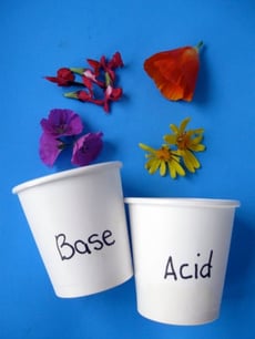Test for Acids or Bases Using...Flowers!