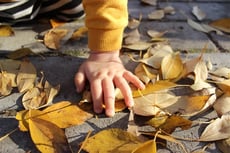 Why Do Leaves Change Color?