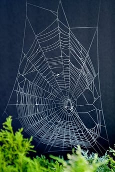 Make Spider Web Art!