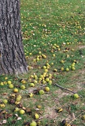 Which Plants Can Resist Walnut Tree Allelopathy?