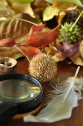 Make a Science Discovery Table!