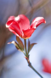 Go on a Backyard Botany Hunt