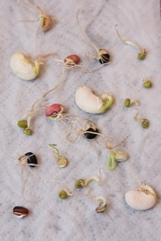Bean Sprout Science
