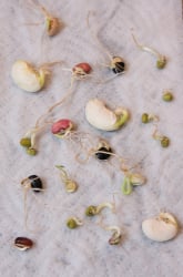 Bean Sprout Science
