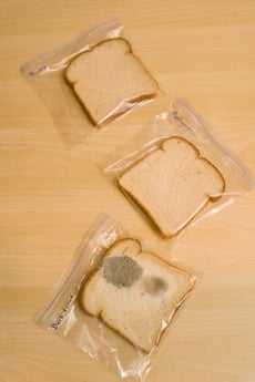 Bread Mold Experiment
