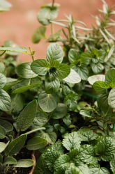 Grow Your Own Herbs