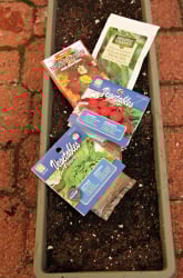 Plant a Fail-Safe Veggie Garden