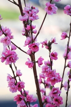 Find a Flower