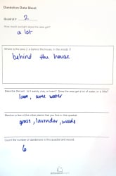 Plant Habitats: Dandelions