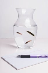 Swimmy Science: Raising Tadpoles!