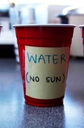 Grow Grass... and a Pet