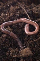 Earthworms and Light: Do Worms Prefer Darkness?