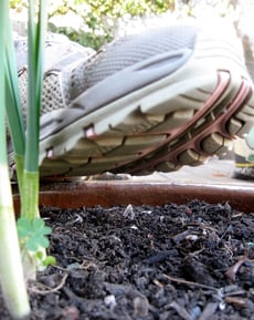 Write a Story From an Ant's Perspective