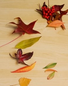 Sorting and Ordering: Collect Autumn Leaves!