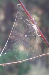 Spider Science: Exploring the World of Webs