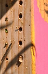 Bee Homes: Which Nest is Best?