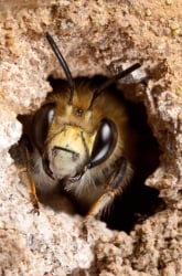 Bee Watcher: What's Buzzing?