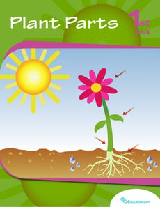 Plant Parts