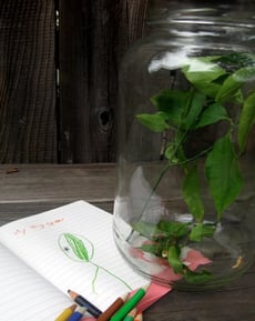 Bug Jar