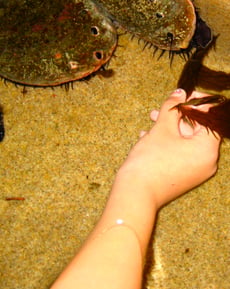 Tidepools