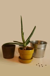 Growing in the Dark: Plants and Light