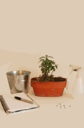 Heating Plants: The Great Growth Race