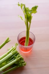 Water Transport in Plants