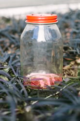 Forensic Entomology and the Life Cycle of the Blowfly