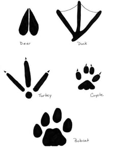 Inspect Animal Tracks
