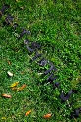 Demonstrating Photosynthesis: Writing in Grass