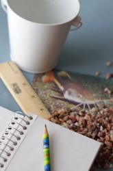 How to Clean a Fish Tank