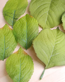 Leaf Tessellations