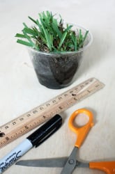 Savanna Flora and Fauna