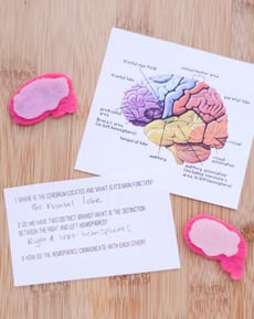 Brain Lateralization