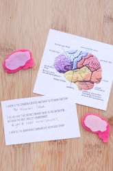 Brain Lateralization